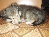 Clic here to see the picture (lisasally052.jpg)