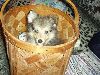 Clic here to see the picture (lisasally059.jpg)