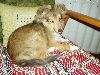 Clic here to see the picture (lisasally077.jpg)